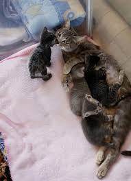 Pin By Gulseren Sulu On Cats Kittens Tabby Cat Cats
