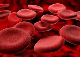 Phagocyte, type of cell that has the ability to ingest, and sometimes digest, foreign particles, such as bacteria, carbon, dust, or dye. Blood Definition Composition Functions Britannica