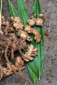 I look at my ginger plants exactly once a year, at harvest time. How To Plant And Grow Ginger In Your Home Garden Gardener S Path