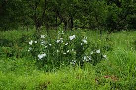 Image result for Ipomoea prismatosyphon