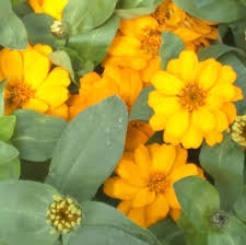 It is my very favorite flower of the profusion zinnia series. Zinnia Profusion Double Golden Premier Growers Inc