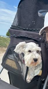 This is my birthday girl just turned five. Such a sweetie. Her name is  Jingle Belle. We call her Belle