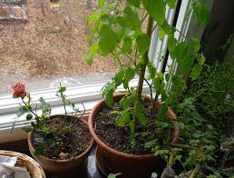 Yearly pruning will encourage rapid new growth and improve your rose's general health. 13 Tips To Grow Miniature Roses Inside Gardening Charlotte