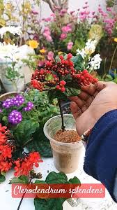 Image result for Clerodendrum splendens