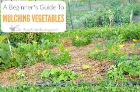 Vegetable gardens, more than any other garden plants, need a lot of attention and care to flourish. Beginner S Guide To Mulching A Vegetable Garden Get Busy Gardening