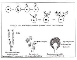 reproduction in fungi with diagram microbiology