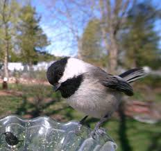Black Birds In Michigan Ostdrossel Bird Photography Bird Watching Bird Pictures