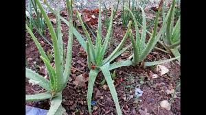 Aloe vera bitkisi çok fazla çiçeklenmez, çiçekleri sarı renkte olan bu bitki en fazla 2 yada 3 defa çiçek açar. Bahcede Aloe Vera Yetistirme How To Grow Aloe In Garden Youtube