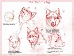 Remember, wolves have extremely heavy coa. Wolf Drawing Tutorial By B Theawsomegeek On Deviantart Wolf Drawing Wolf Drawing Tutorial Drawing Tutorial