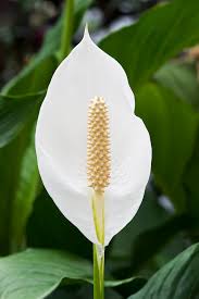 Vomiting, diarrhoea, lack of appetite, stomach pain. Spathiphyllum Wikipedia