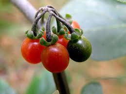 Image result for Solanum aculeatissimum