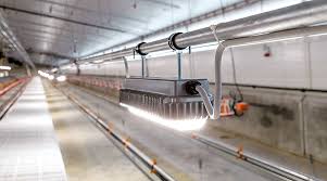 House lighting: professional lighting solutions for pig and poultry  production - Big Dutchman