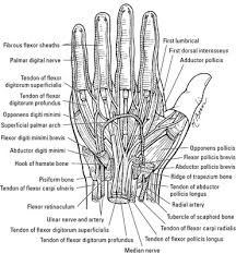 We did not find results for: Nerves Arteries And Veins Of The Wrist And Hand Dummies