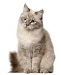 Siberian cat names Archives | Cat Names City