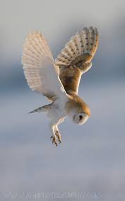 Hover Mode By Tony House 500px Barn Owl Animals Owl Photography