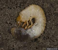 How To Get Rid Of And Prevent A Chafer Beetle Infestation