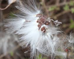 Image result for Cynanchum obtusifolium