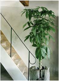 Today's video is all about the money tree, or pachira aquatica. Pflanze Des Monats Oktober Pachira Indoor Trees Potted Trees Money Tree Plant Care
