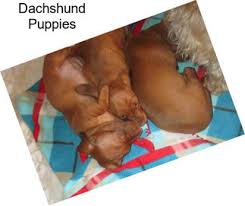 We did not find results for: Dachshund Dogs For Sale In Georgia Agriseek Com
