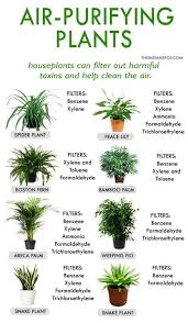 Garden Indoor Ideas Air Purifier 50 Best Ideas Plants House Plants Indoor Inside Plants