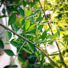 Uyamuya sayonara karui memai anata no inai genshoukai daremo yomenai karute jiishiki afuredashite. Keratan Pokok Inai Merah