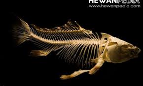 Download lagu suara burung prit gantil mp3 dan mp4 video dengan kualitas terbaik. Mitos Dan Fakta Burung Emprit Gantil Atau Wiwik Kelabu Atau Kedasih Hewanpedia