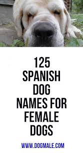 Pin On Dog Names