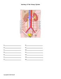 Anatomy Of The Urinary System Quiz Worksheet Biology Worksheet Nursing School Notes Nursing Study