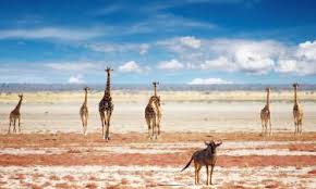 Maybe you would like to learn more about one of these? Die 10 Besten Lodges In Der Region Etosha National Park Namibia Booking Com