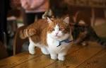 Shorthair Cat Breeds | Britannica