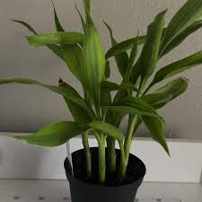 Image result for Dracaena sanderiana