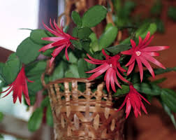 The red leaves on your cactus are an indicator that it has suffered sunburn. Easter Cactus No Spines Yet Still A Prickly Customer Laidback Gardener