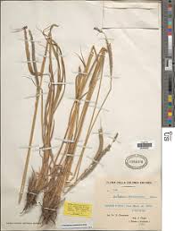 Image result for Anthephora pubescens