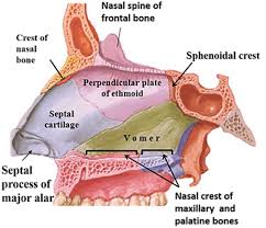 The goal of the surgery is to remove the whole tumor and a small amount of normal tissue bone around your maxillary sinus. Nasal Cavity Arterial Supply And Nasal Meatuses And Chonchae Anatomy Qa