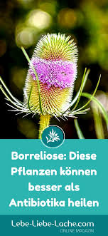 Borreliose Diese Pflanzen Konnen Besser Als Antibiotika Heilen In 2020 Heilen Pflanzen Tipps