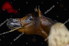 Wf Gawin Owned By Aingeru Vilabrille Editorial Stock Photo - Stock Image |  Shutterstock Editorial