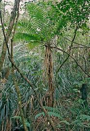 Image result for Nelsonia smithii