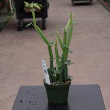 Image result for Cissus quadrangularis