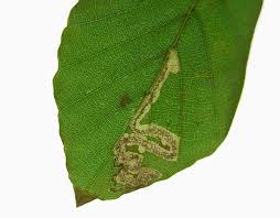 Image result for Stigmella floslactella