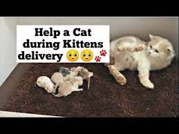 How To Help Your Cat During Delivering Kittens | Cat Give Birth For The  First Time - Youtube