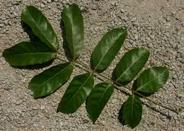 Image result for Khaya anthotheca