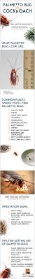Simple, because they have the three mains things that they need to survive which are water. Palmetto Bug Vs Cockroach What S The Difference Catseye Pest Control