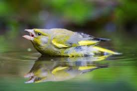 طائر الخضري او الحسون الاخضر كل ماتود معرفته حول هذا الطائر طيور العرب greenfinch animals birds