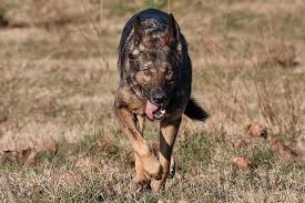 Find the perfect puppy for sale in los angeles, california at next day pets. Ultimate Guide To The Czech German Shepherd Working Line