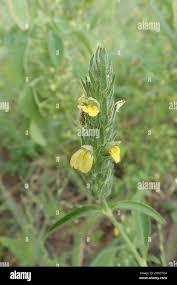 Image result for Justicia flava