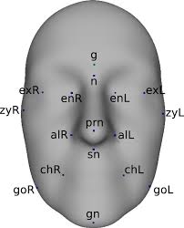 The head consists of parts such as the skull (which includes the cranium), the brain, eyes, face, etc. Heritability Maps Of Human Face Morphology Through Large Scale Automated Three Dimensional Phenotyping Scientific Reports