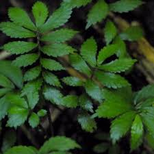 Image result for Elatostema monticola