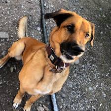 Hunde suchen ein neues zuhause. Tierheim Tellen Sos Hunde