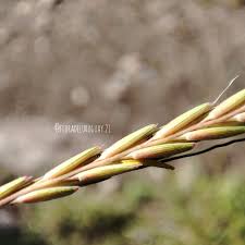 Image result for Trachypogon