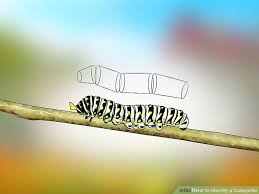 3 Ways To Identify A Caterpillar Wikihow